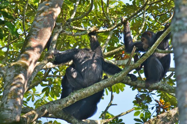 Chimpanzee Tracking in Kyambura Gorge