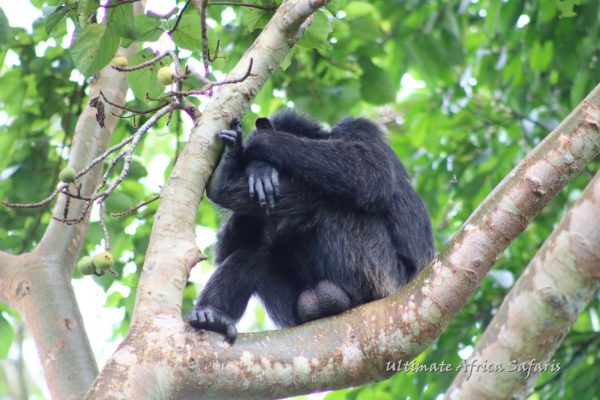 Chimpanzee Tracking in Uganda